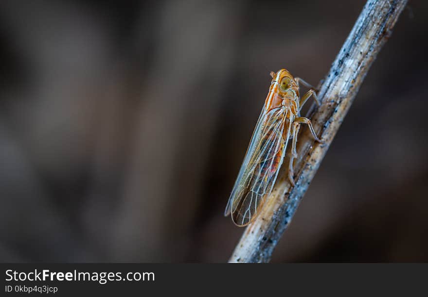 Closeup Photo of Brown and Gray Cicada on Twig