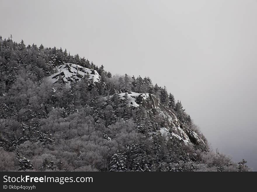 Green Leaf Plant on Mountain With Fog