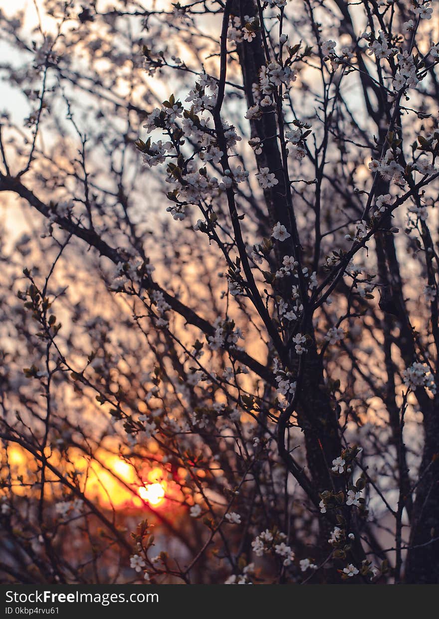 Photography of Cherry Blossom Flowers During Sunset