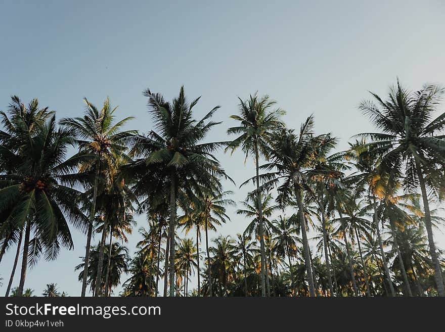 Coconut Trees Under Blue Sky at Daytime