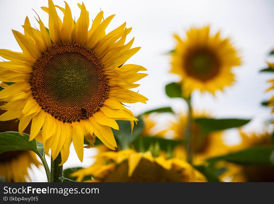 Macro Photography of Sunflower