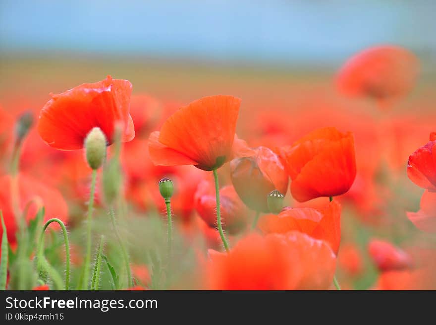 Closeup Photography of Red Clustered Petal Flowers