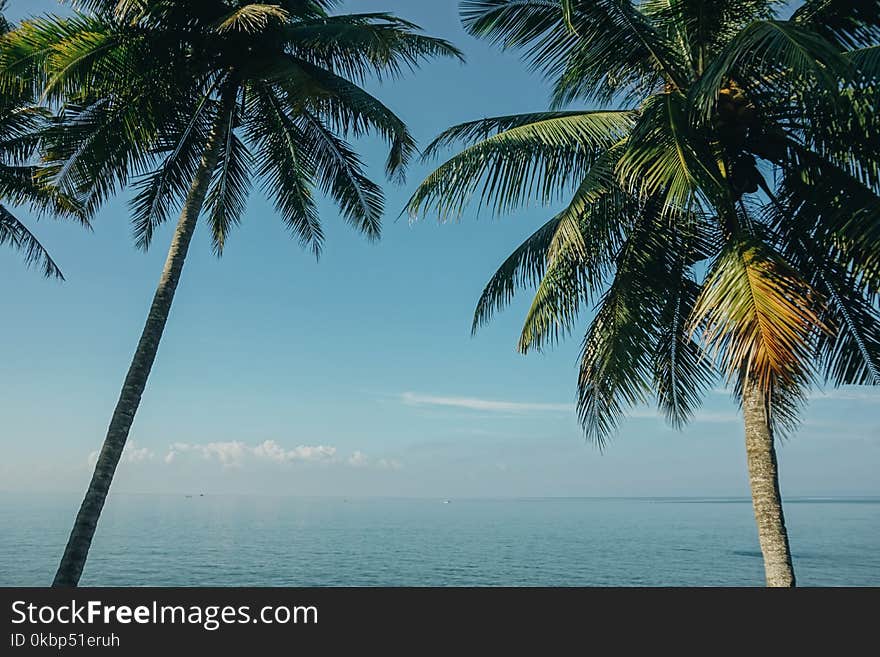 Two Coconut Trees Near Sea