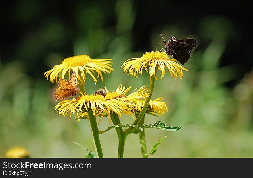 Brown Moth Perched on Yellow Flower at Daytime