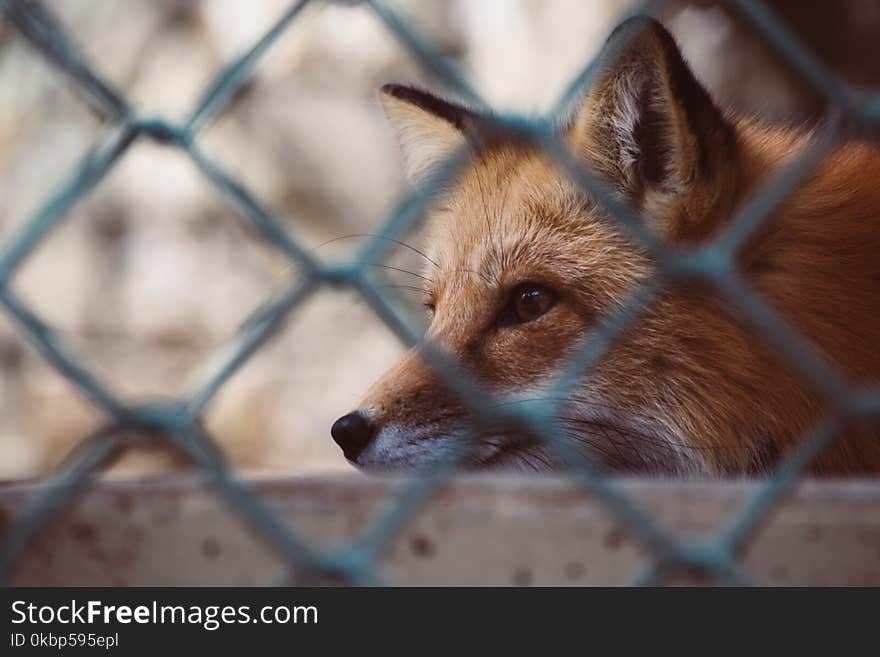 Close Up Photo Of Fox