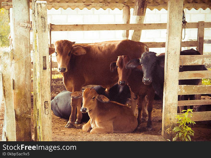 Herd of Brown Calf