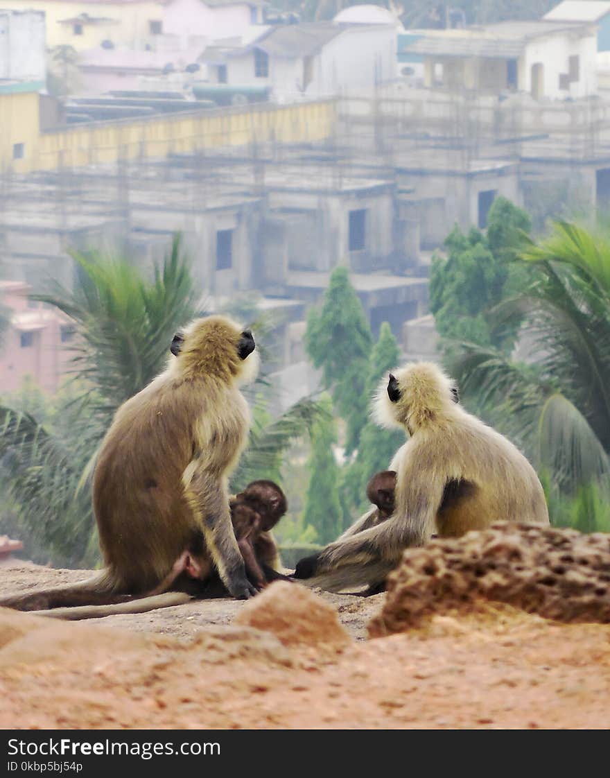 Four Monkeys Sitting on Soil Watching Houses and Palm Trees