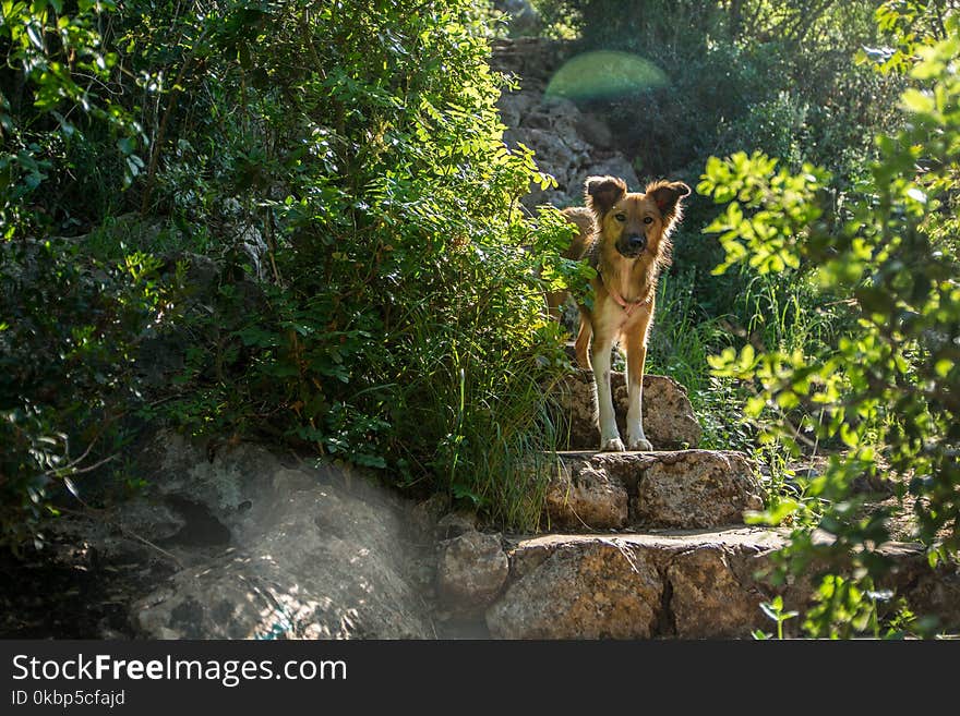 Dog At A Stairs