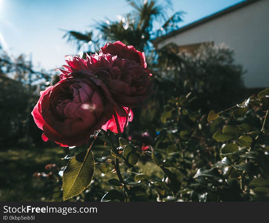 Two Pink Petaled Roses