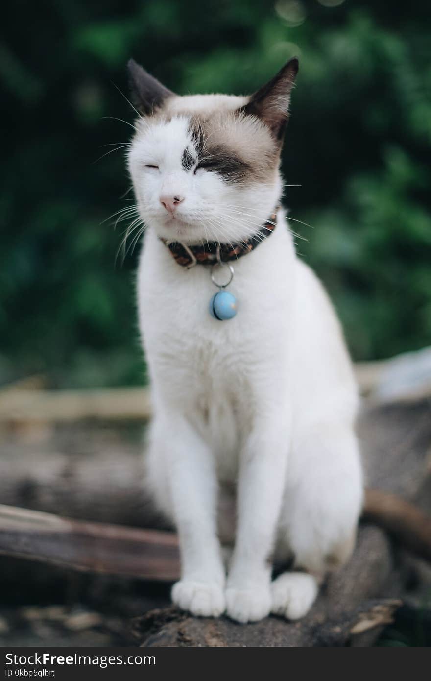 Cat Sitting On Branch