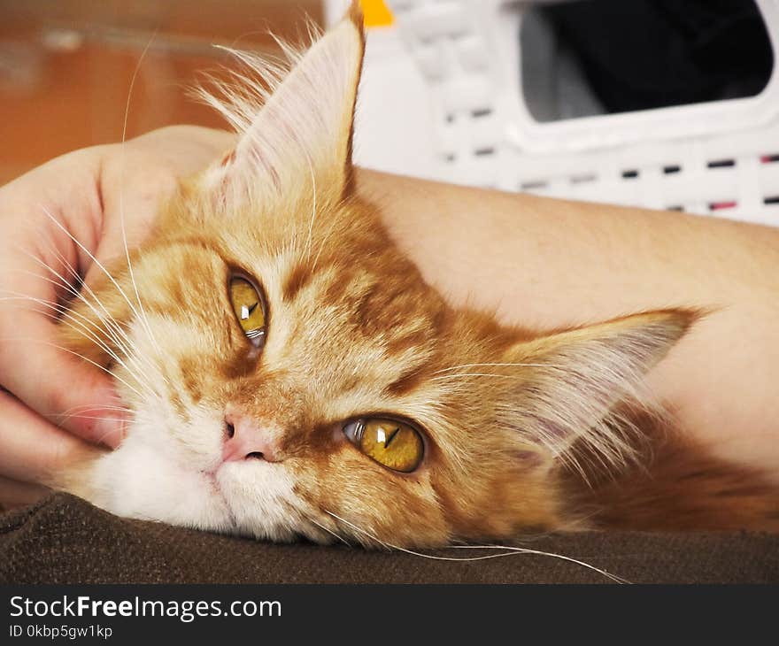 Person Holding Orange Tabby Cat