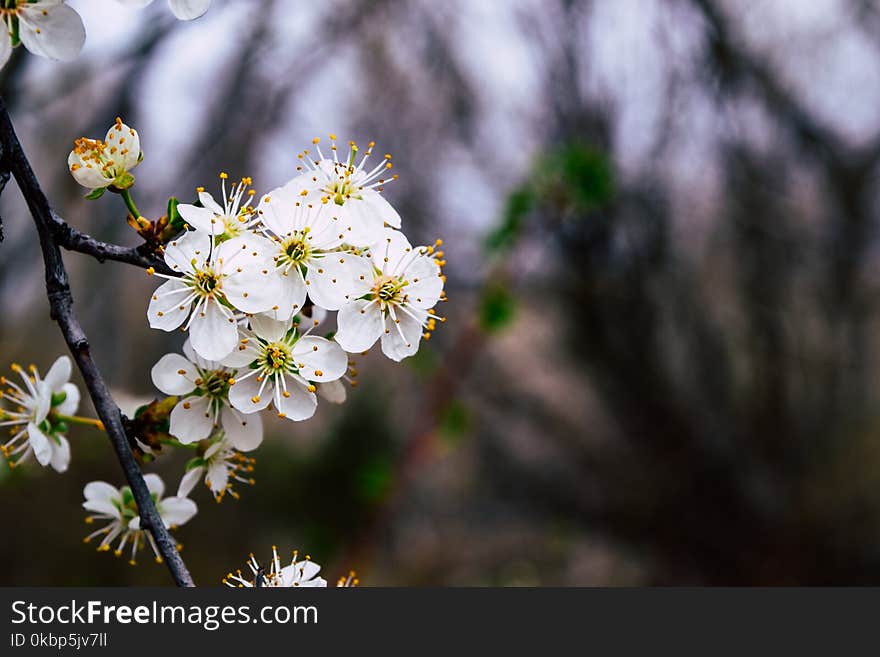 White Flowers