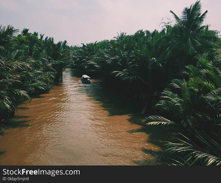 River In The Middle Of A Forest