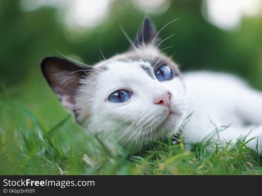 Cat On Grass