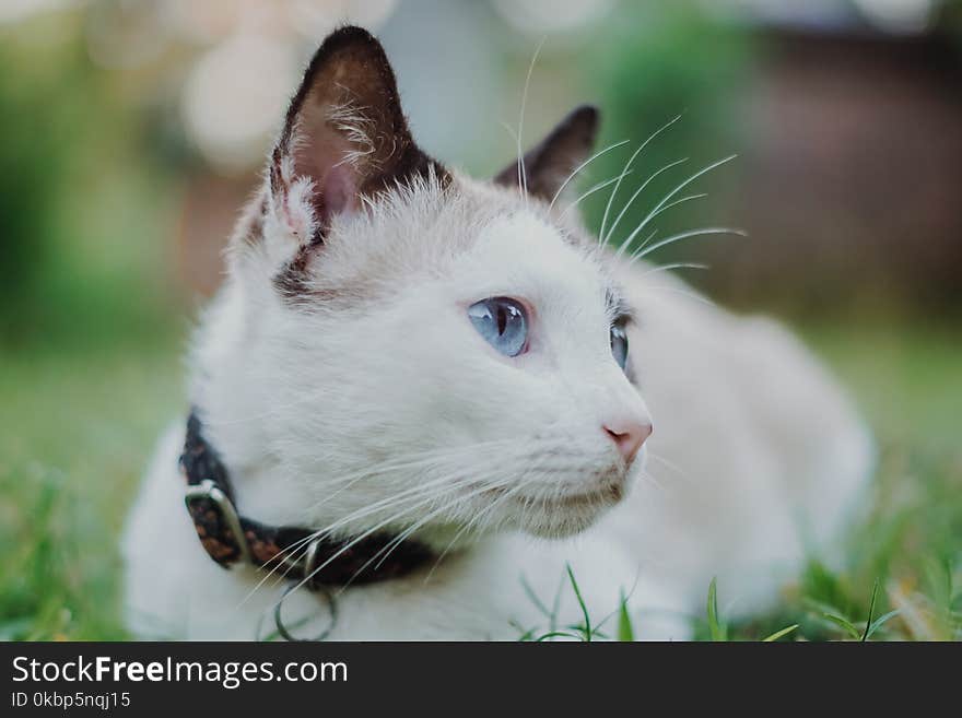 Cat With Collar