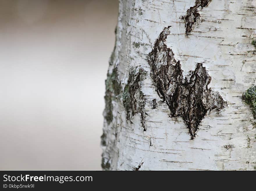 Tree Trunk