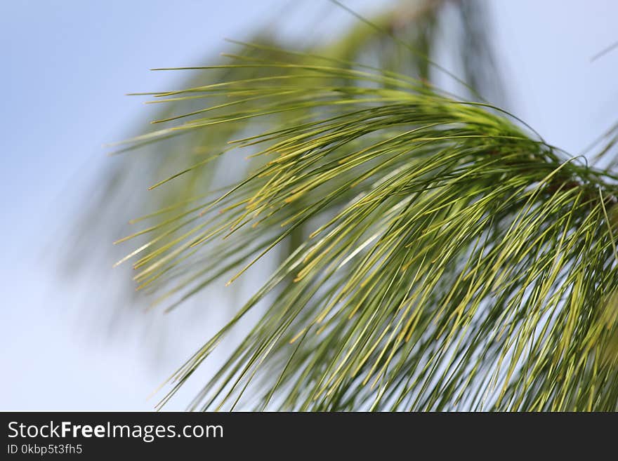 Green Leaf Plant