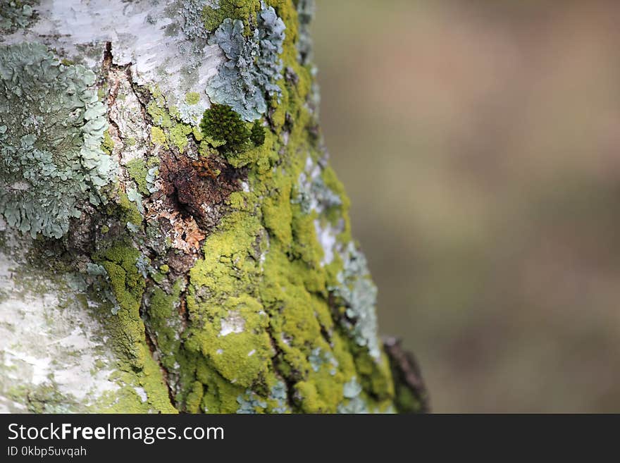 Moss On Tree