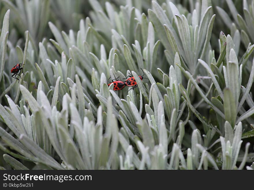 Firebugs Mating