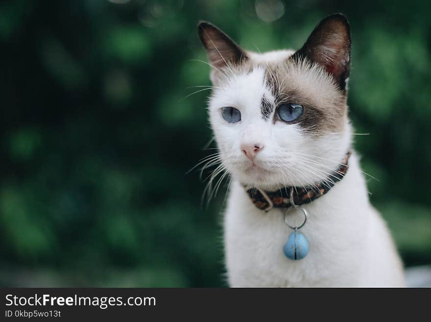 Cat With Collar