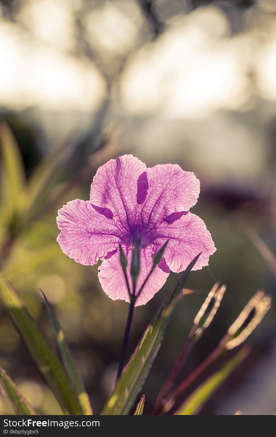 Purple Petaled Flower