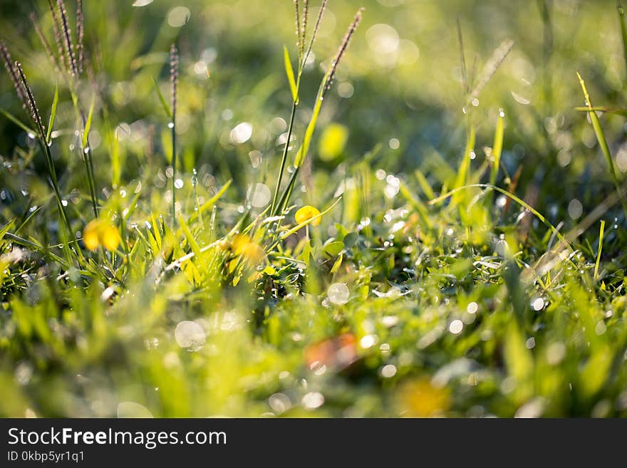 Close-up Photography Of Green Grass