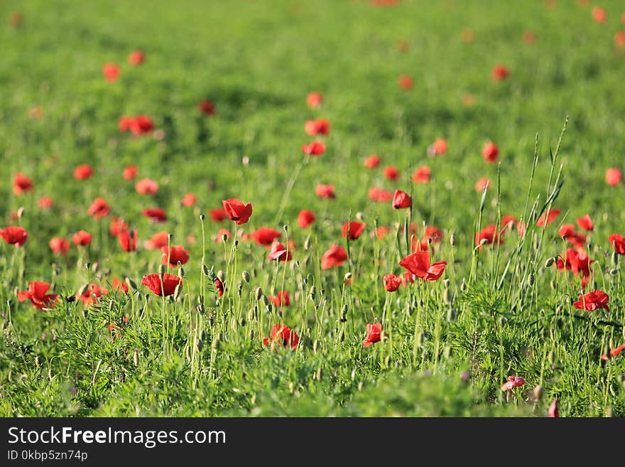 Red Petaled Flowers