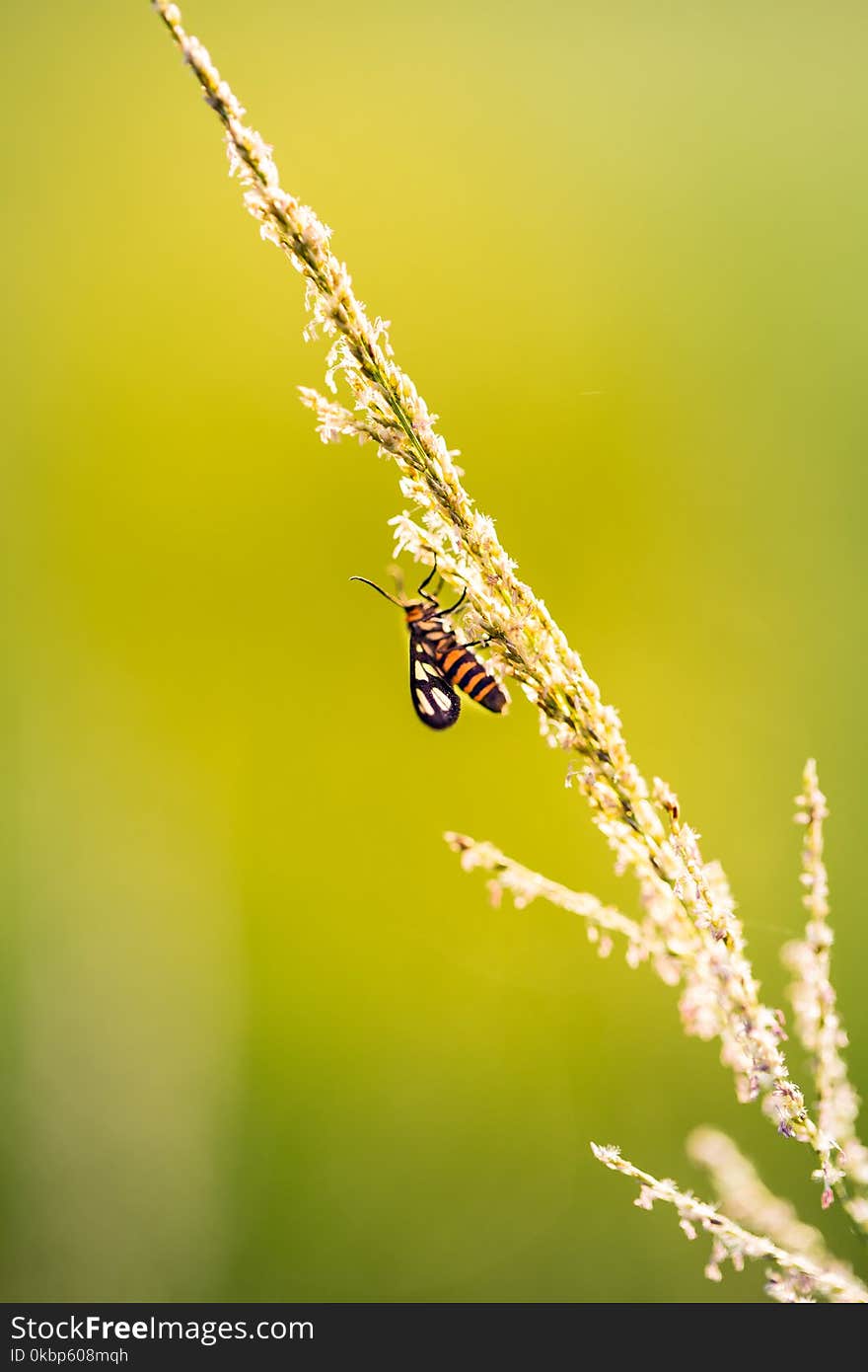 Insect On Flower