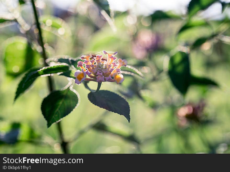 Clustered Flowers