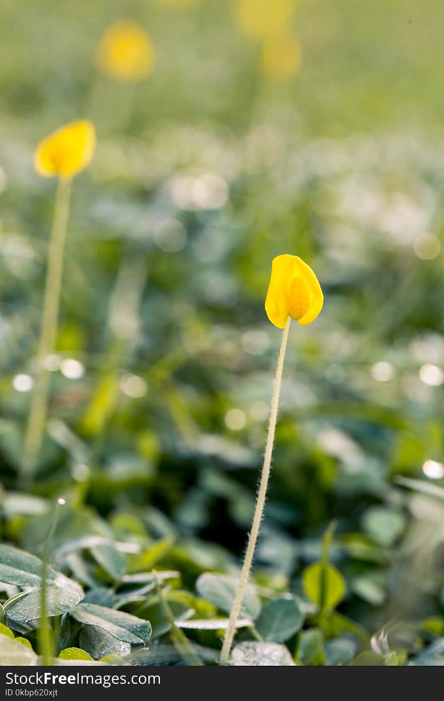 Selective Focus Photography Of Yellow Petaled Flower