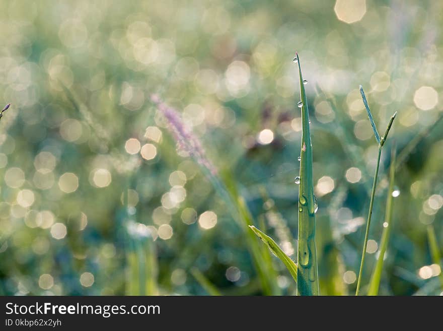 Macro Photography Of Blades Of Grass