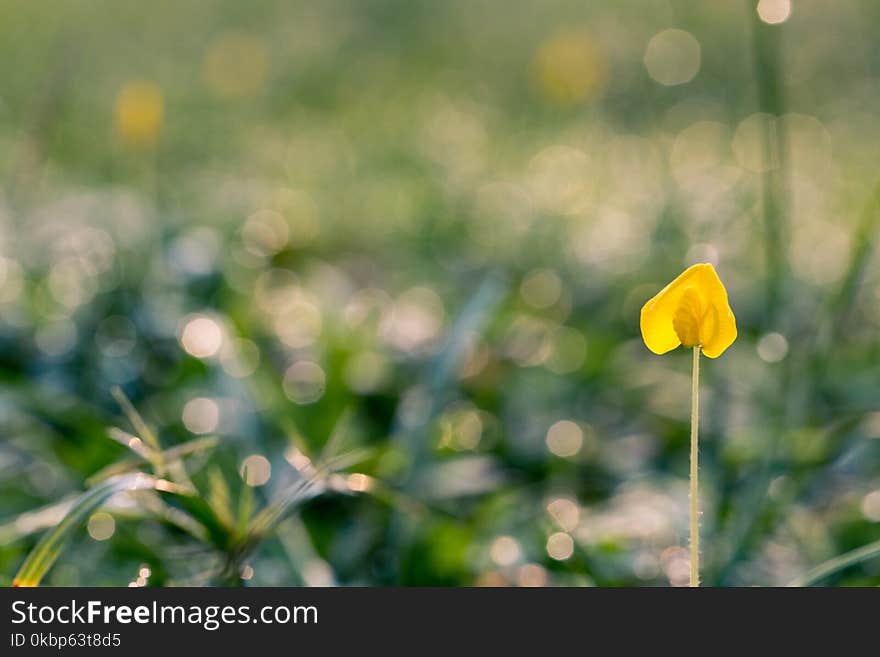 Yellow Petaled Flowers