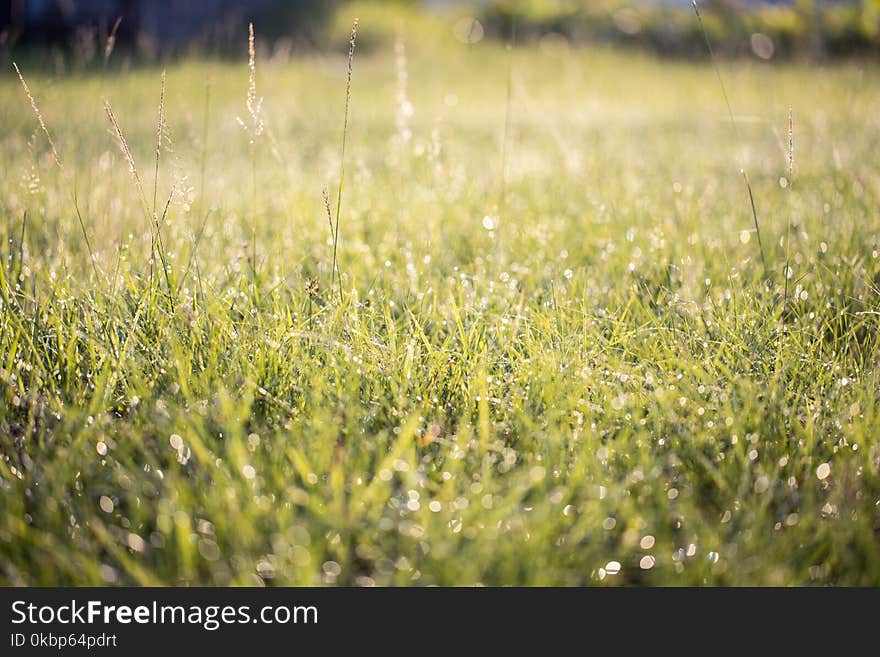 Green Lawn