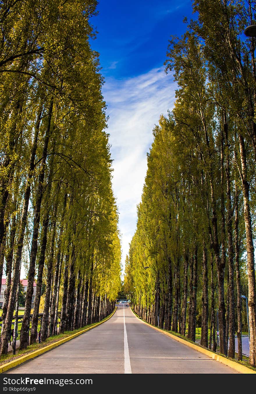 Straight Road Surrounded With Trees