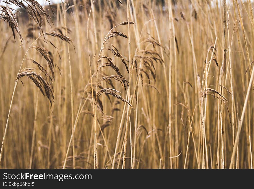 Brown Grass