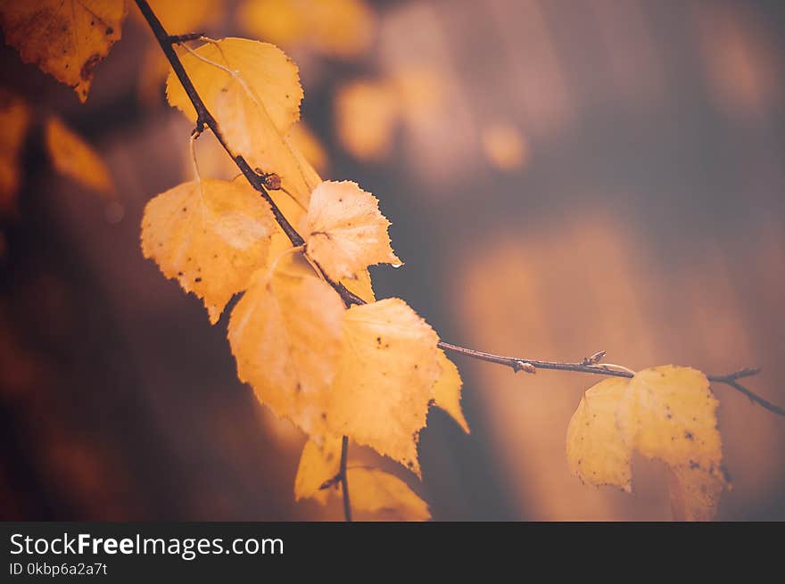 Shallow Focus Photography Of Brown Leaves