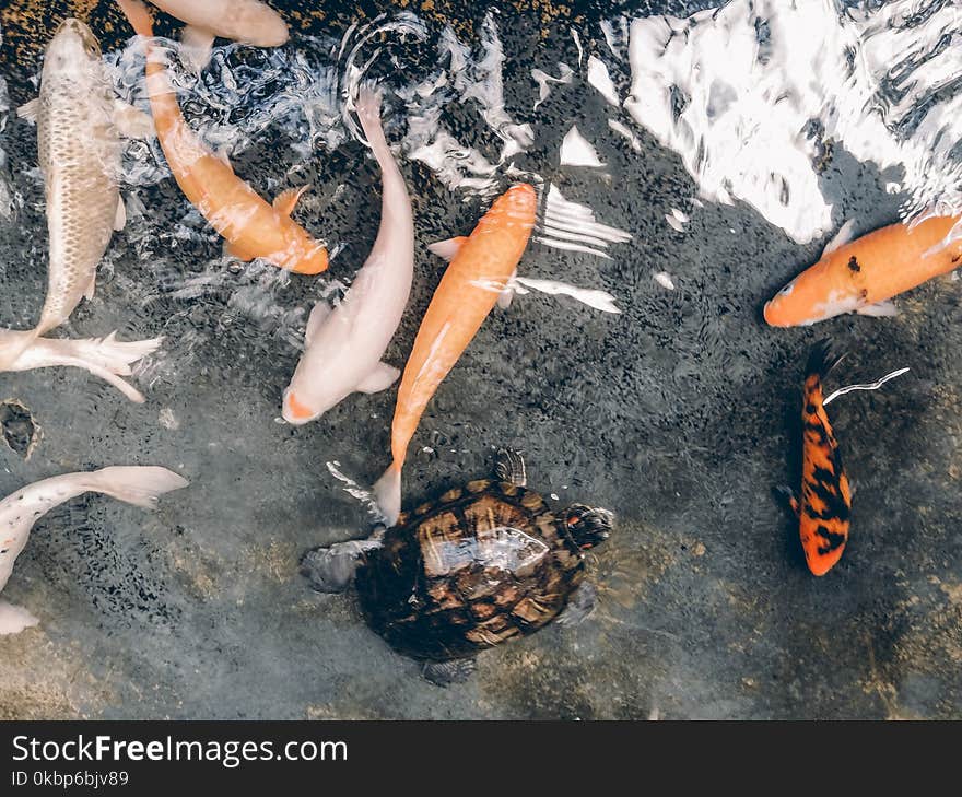 Koi Fish And Turtle