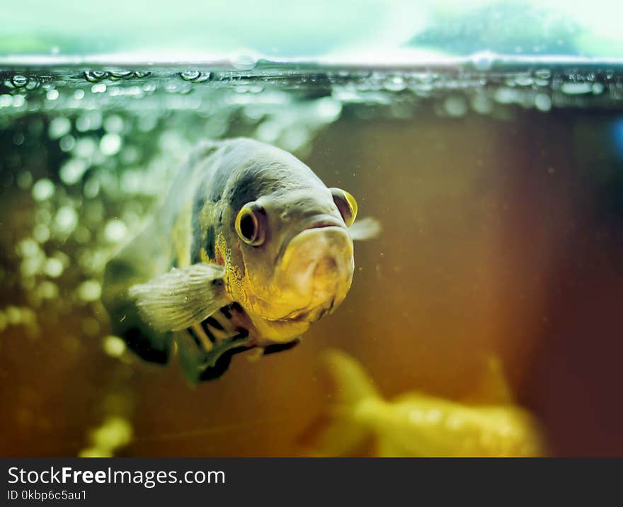 Pet Fish