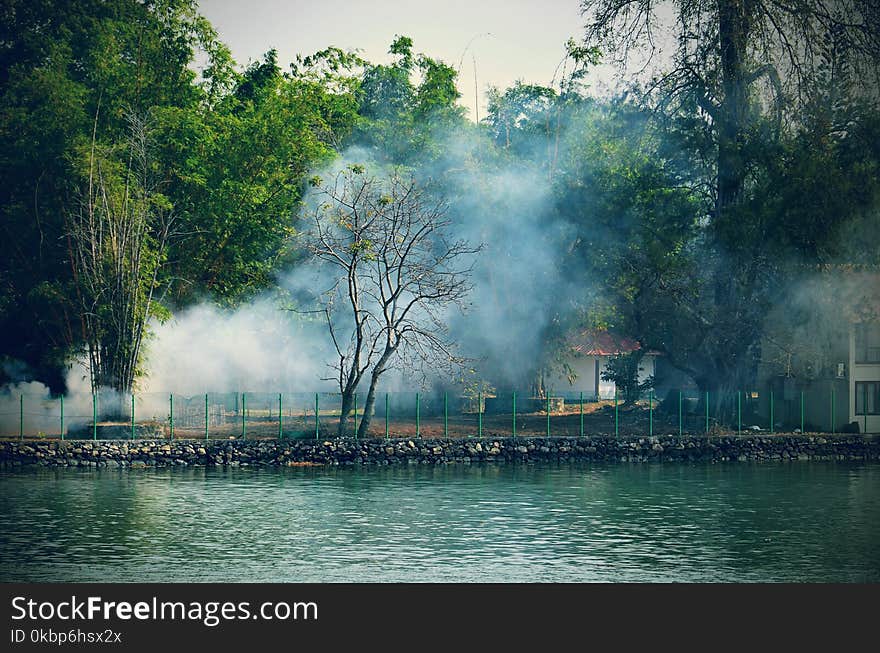 Trees Near Body Of Water