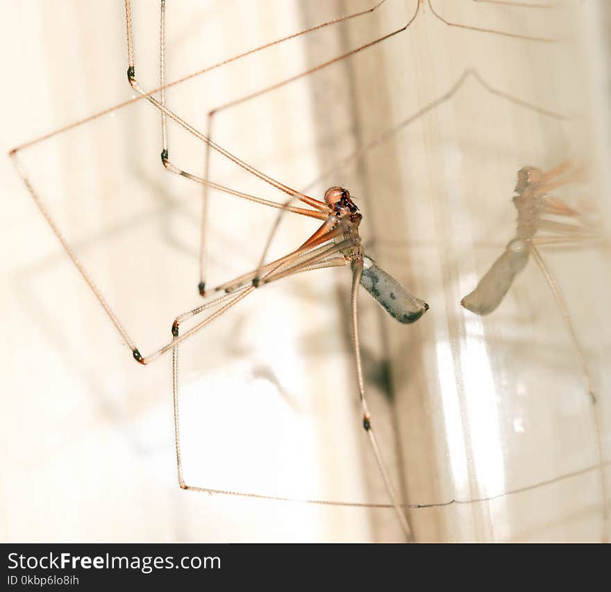 Cellar Spider Closeup Photography