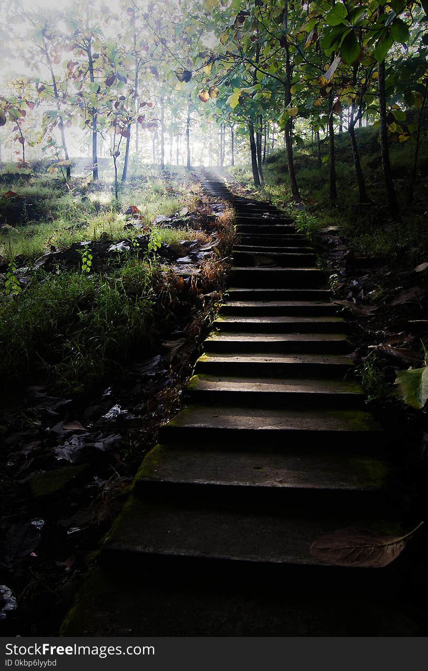 Gray Concrete Stairs Leading to Trees