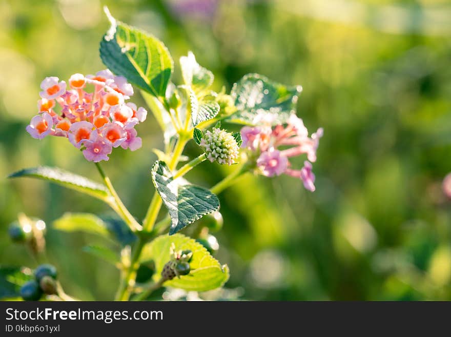 Lantana Flower