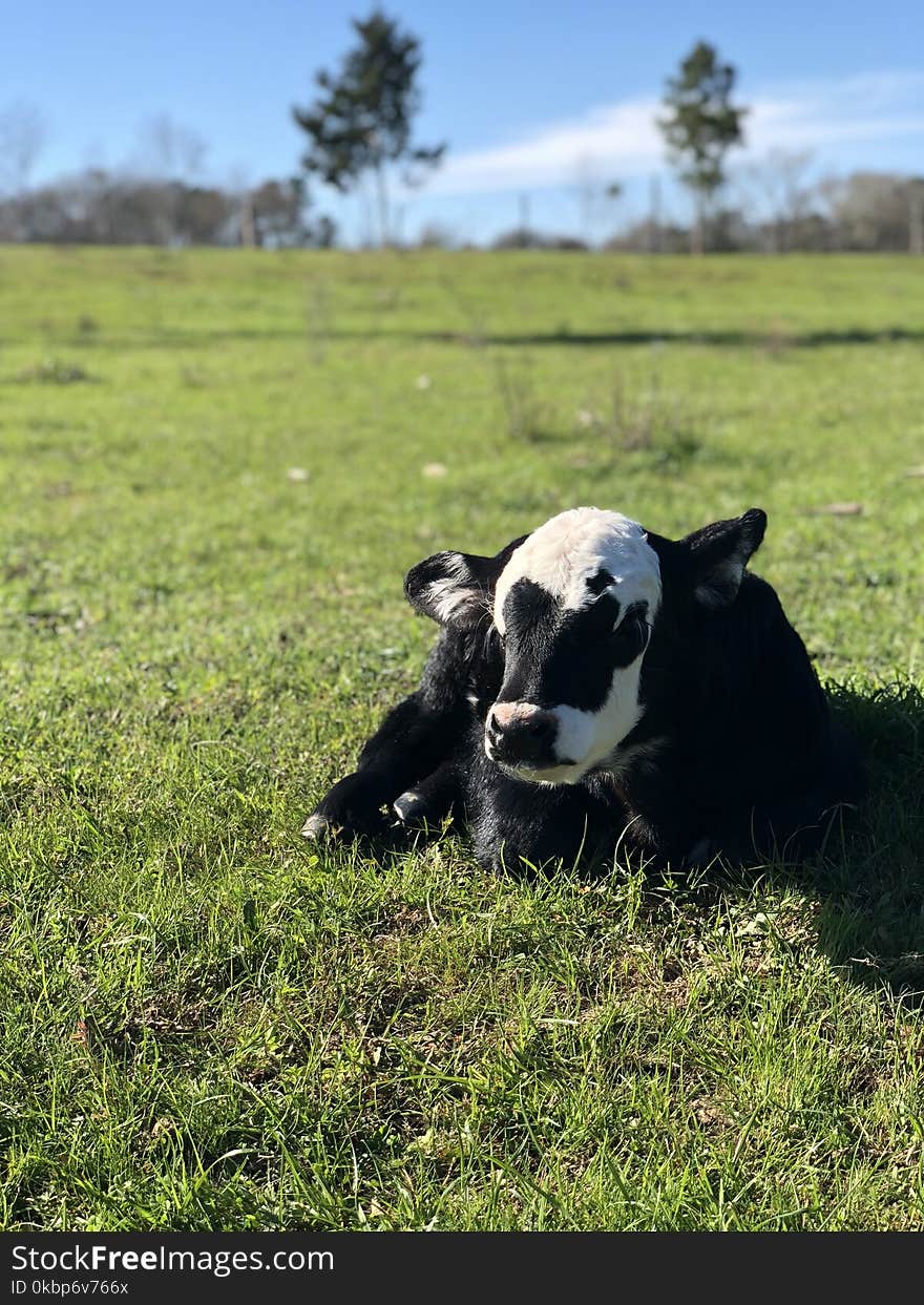 Black And White Calf On Green Grass Field