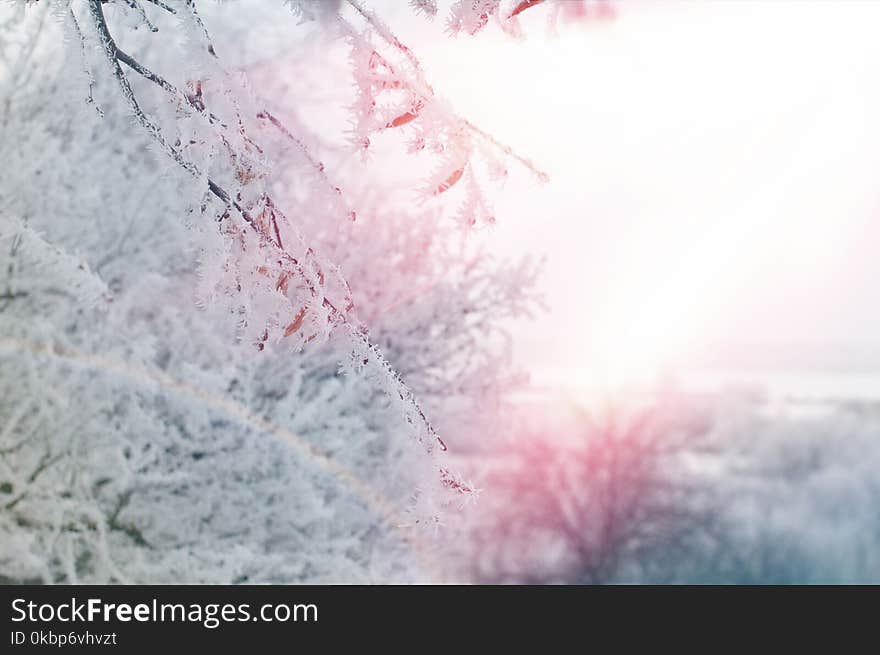 Snow Covered Tree