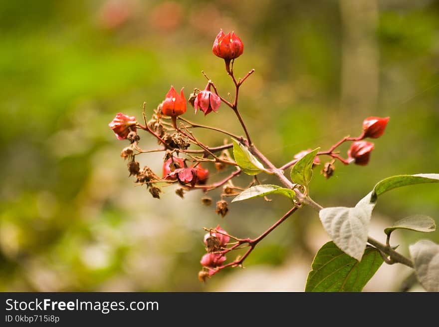 Selective Focus Photography of Red Petaled Flower