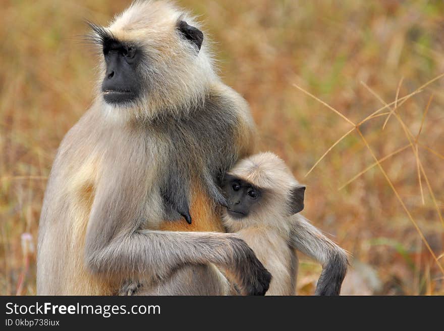 Two Brown and Black Monkeys