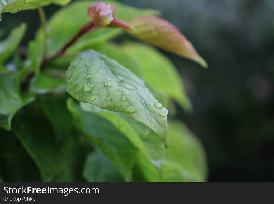 Shallow Focus Photography of Leaf With Water Droplets