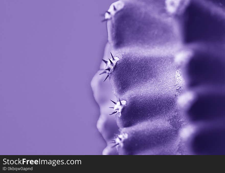 Macro photo of ultraviolet cactus and spines . close up.