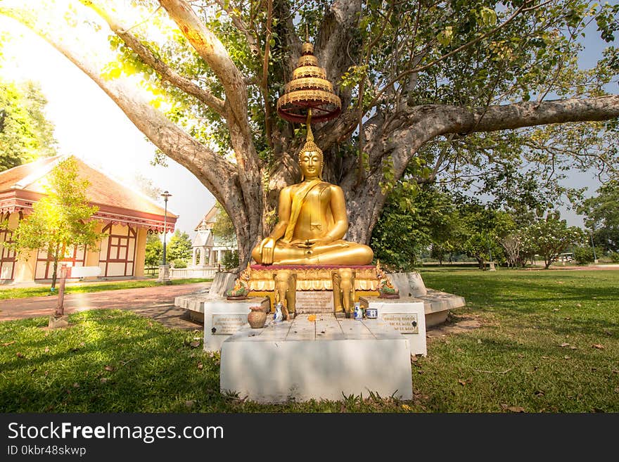 Golden Buddha sitting under the tree Green leaf Pho at Out door.