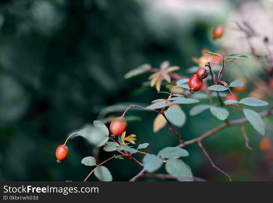 Barberry branch with red ripe berries